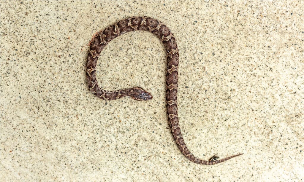 Mamushi Snake