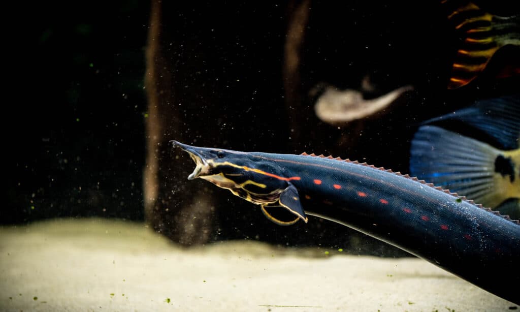 Fire Eel