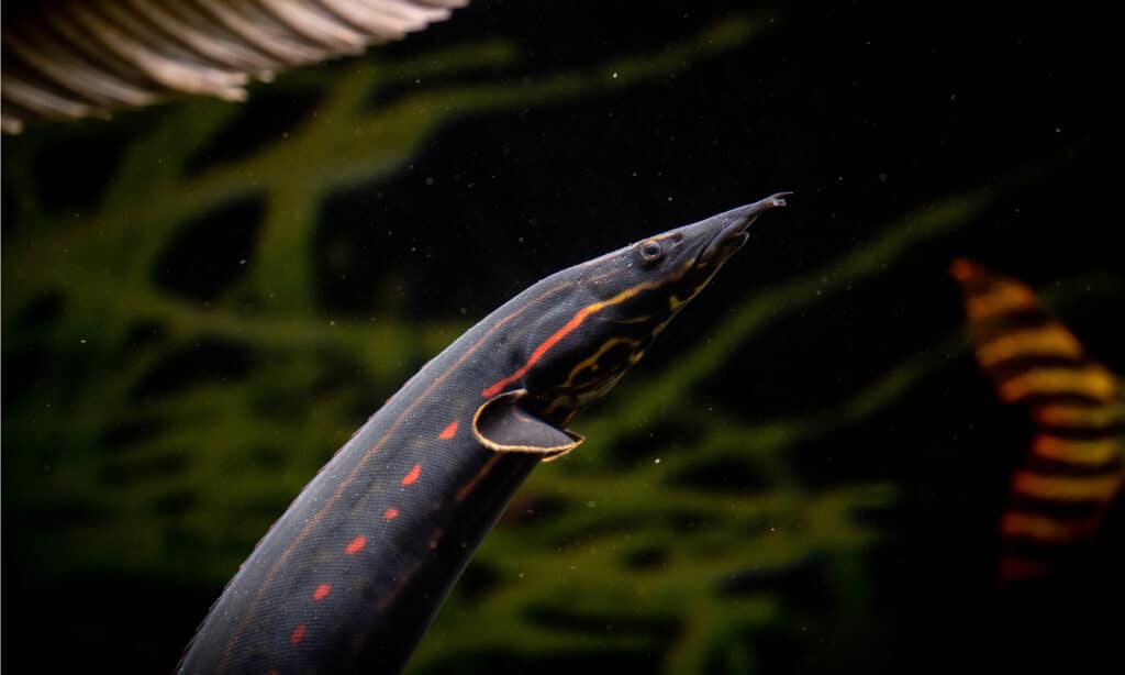 Fire Eel