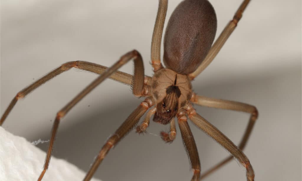 Brown recluse spider can be found in Alabama
