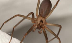 Venomous (Poisonous) Spiders in Illinois Picture