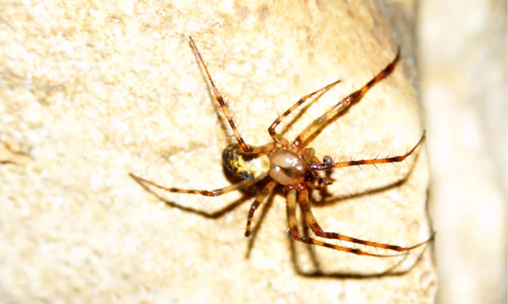 cave orb weaver