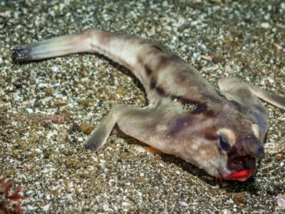 Batfish Picture