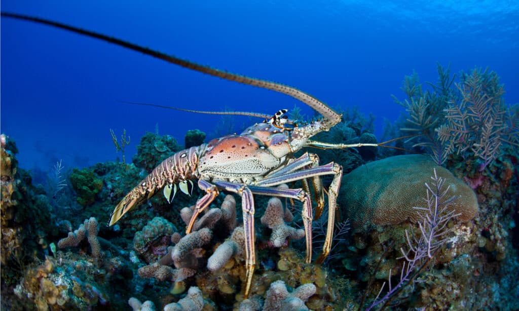 american lobster underwater