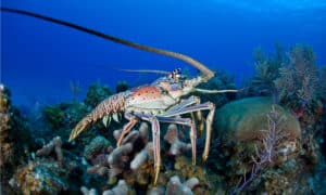 Spiny Lobster vs Maine Lobster: What Are The Differences? Picture