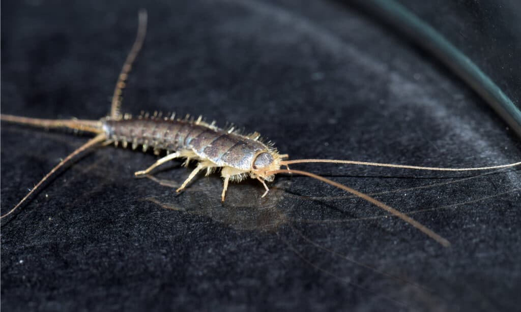 house centipede eat silverfish