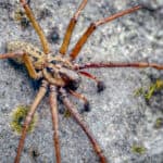 Giant house spider
