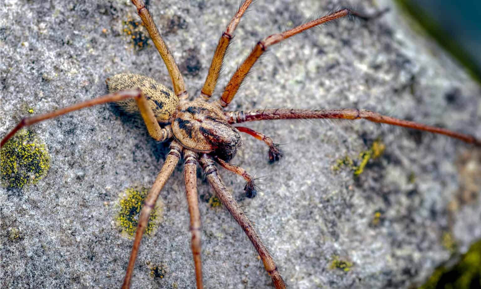 The 6 Largest Spiders Found in Michigan AZ Animals