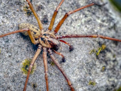 A Giant House Spider