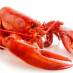Lobster on white background