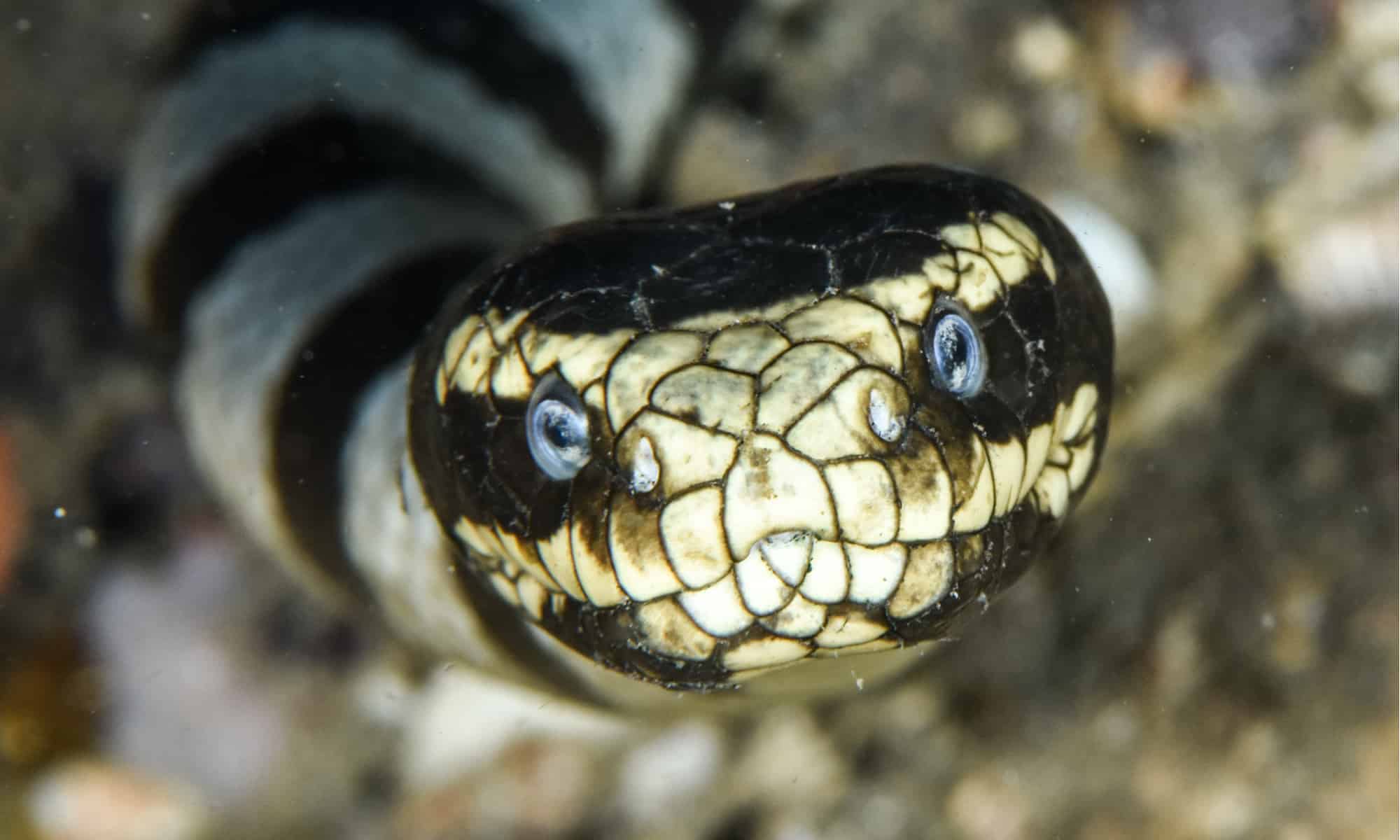 Sea Snake Up Close