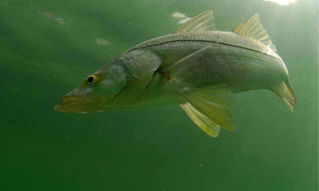 Snook Fish