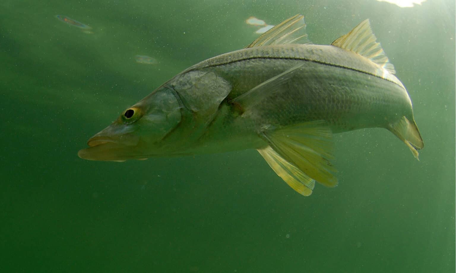 Snoot Fish Snook Fish Animal Facts - Centropomus - A-Z Animals