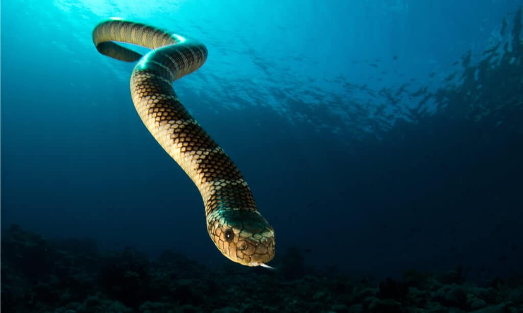 What Are the Most Venomous Sea Snakes in the World?