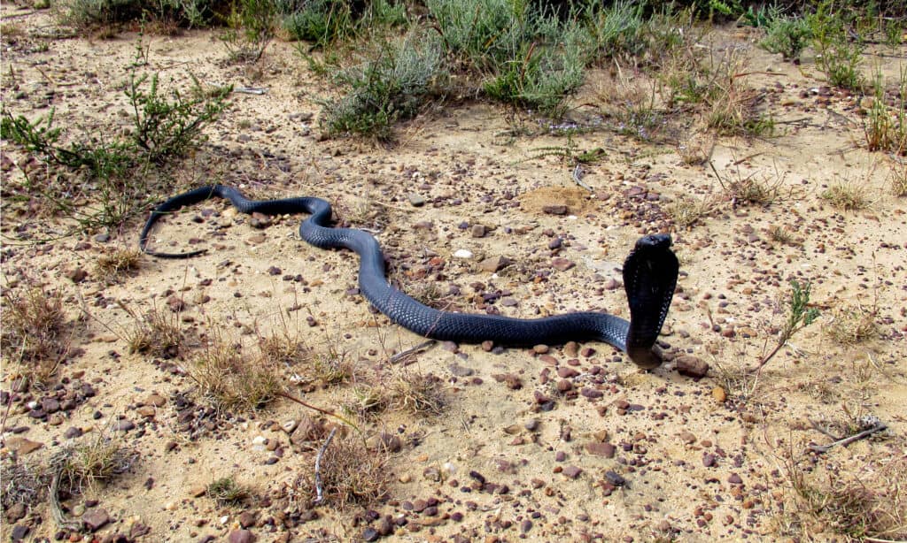Zebra Snake or Black Spitting Cobra