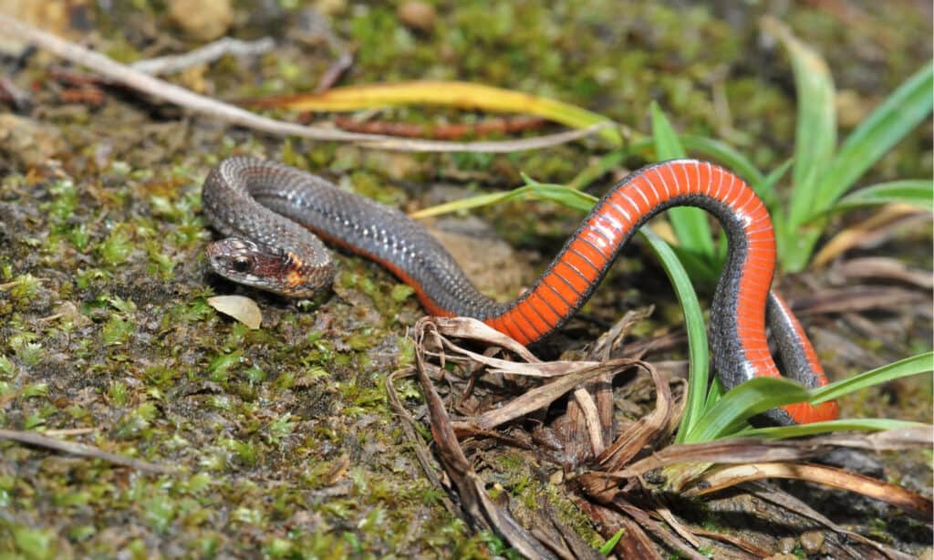 snakes of the mississippi river, redbelly snake