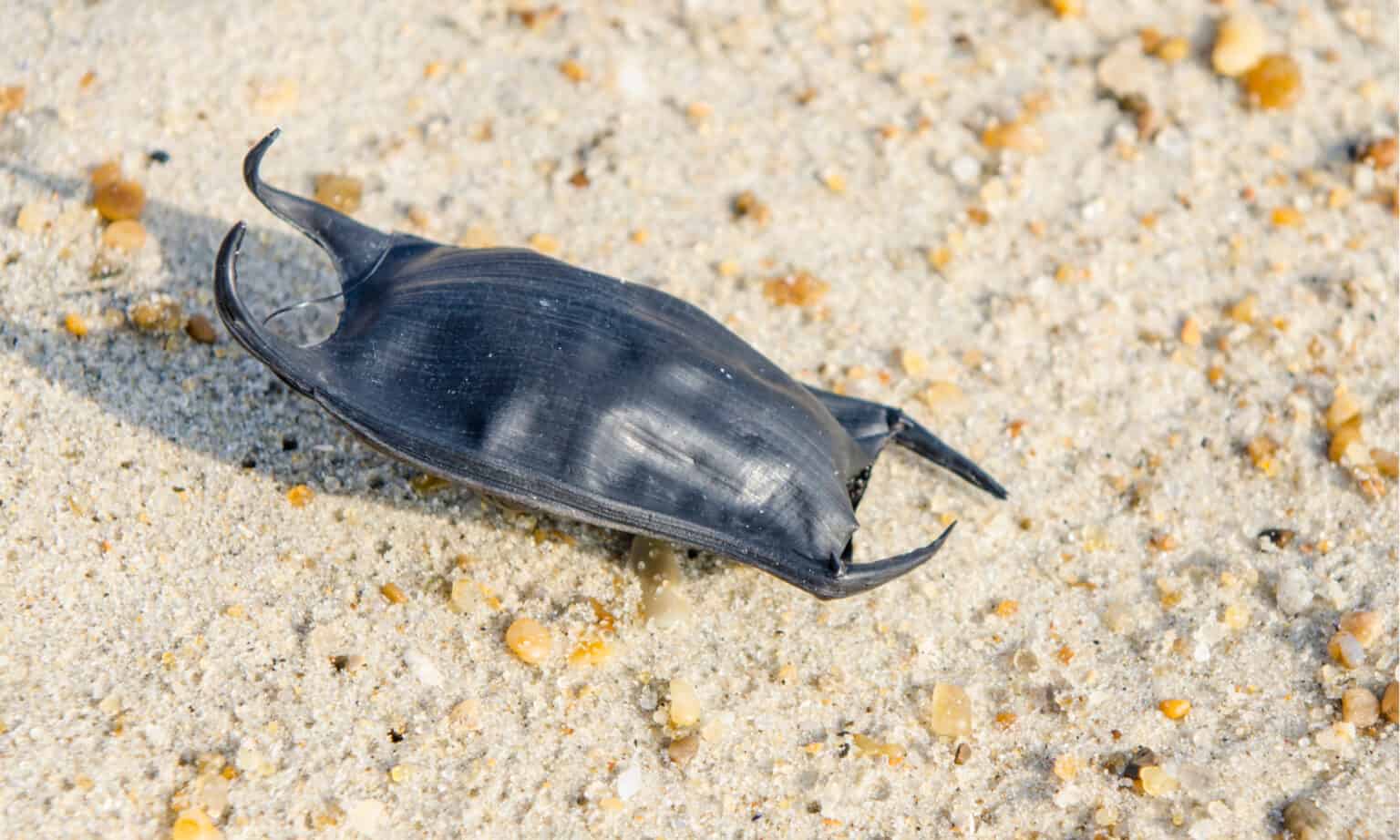 Do Sharks Lay Eggs? The Answer Will Surprise You! - A-Z Animals