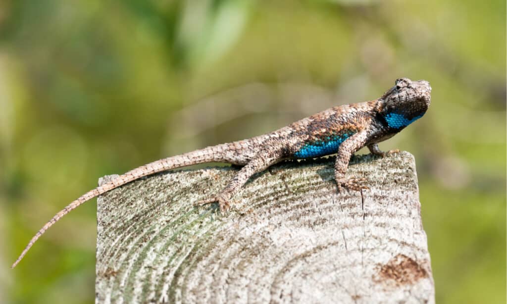 Florida Scrub Lizard