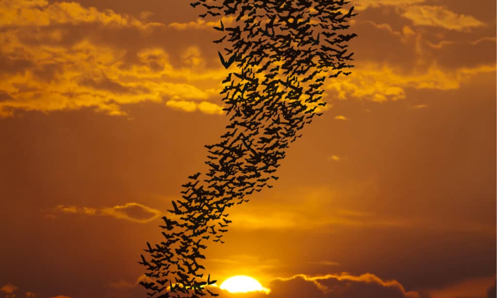 Group of Bats