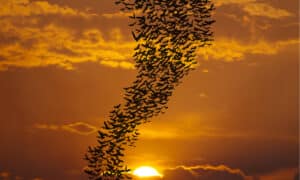 Do Bats Mate For Life? Plus 10 Common Mating Habits Picture