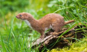 Are Weasels Rodents? Picture