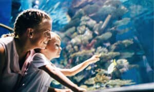 The Best Aquariums in (and Near) New Hampshire Picture