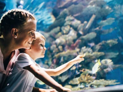 A The Best Aquariums in (and Near) New Hampshire