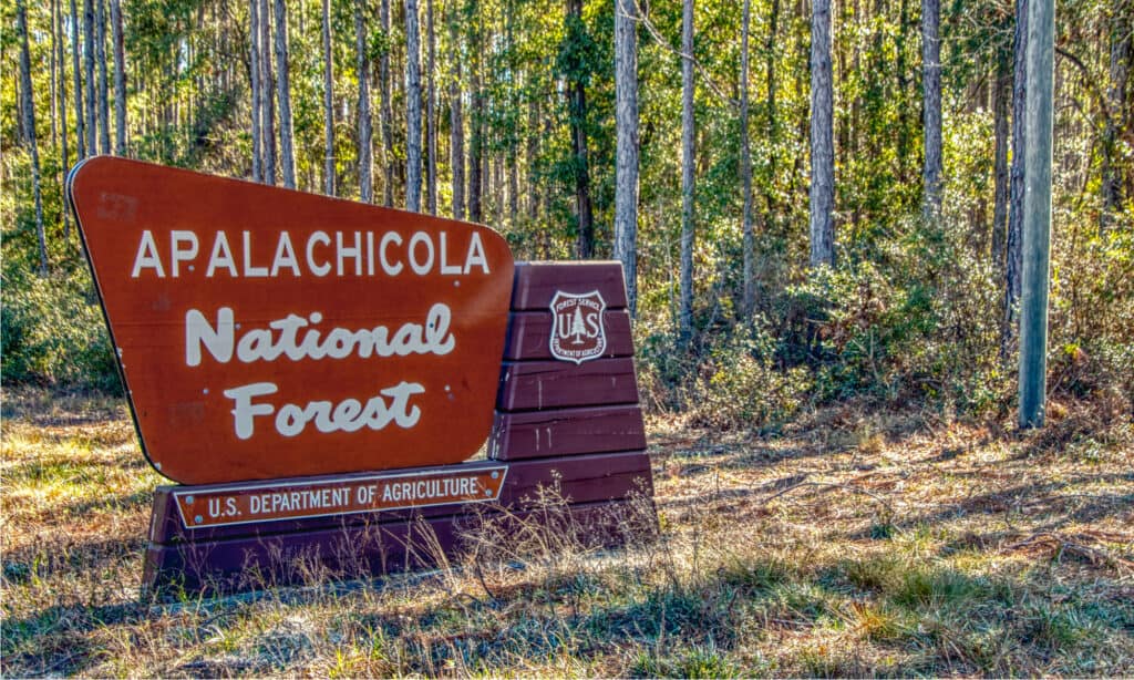 Apalachicola National Forest