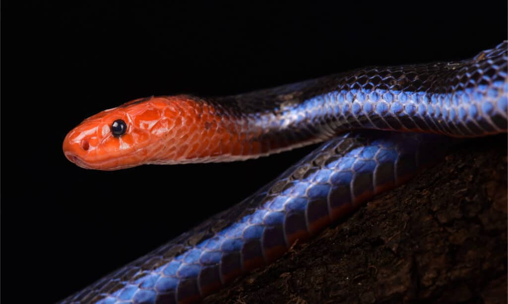 blue Malaysian coral snake on black background
