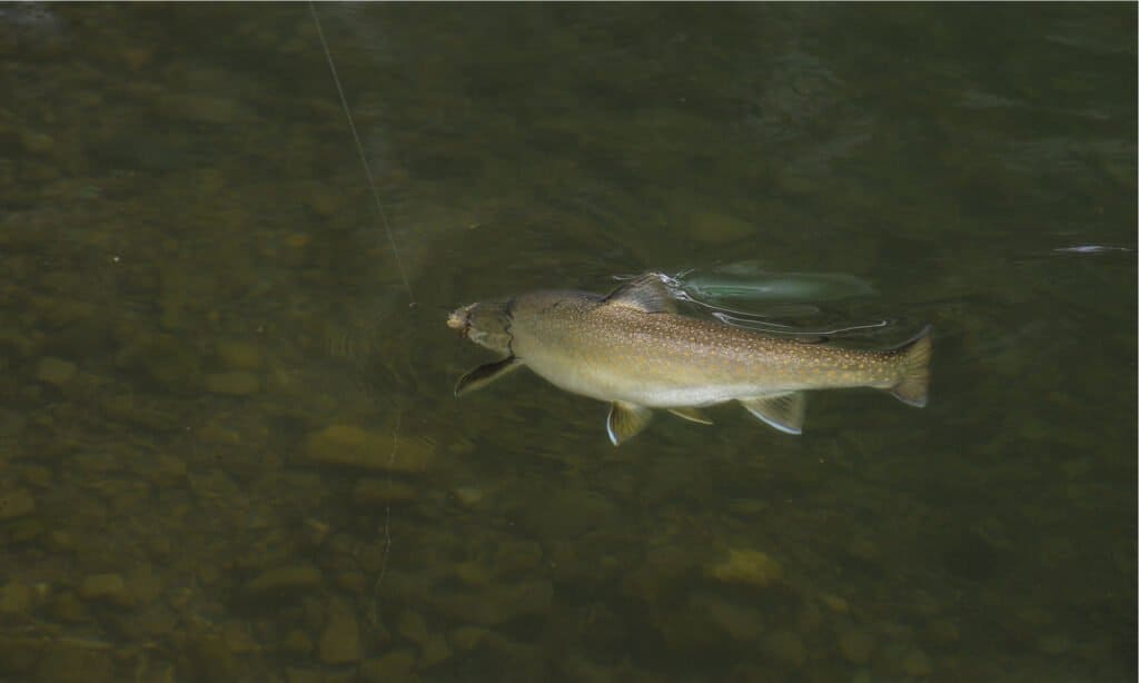 Bull Trout