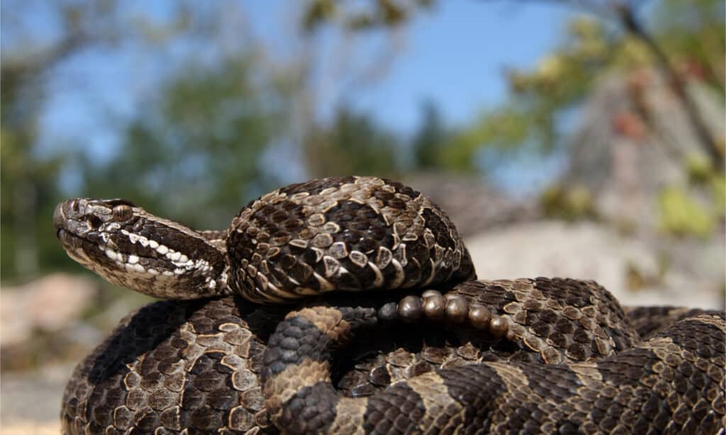 closeup of eastern massasauga