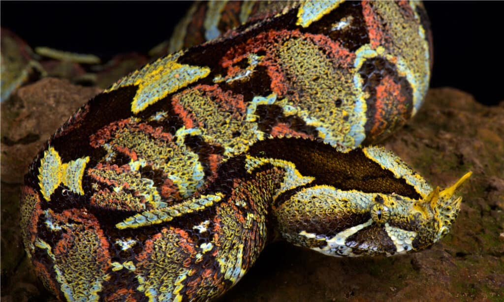 River Jack Snake or Rhinoceros Viper