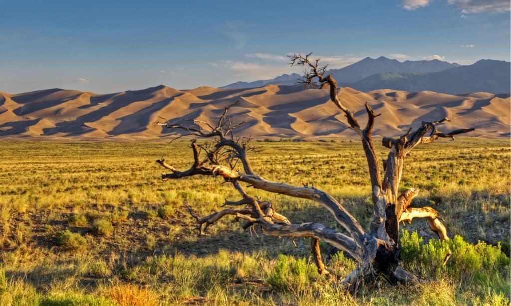 Great Sand Dunes National Park and Preserve