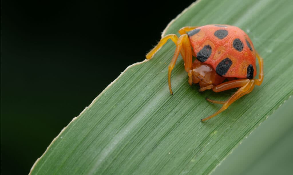 beautiful spiders