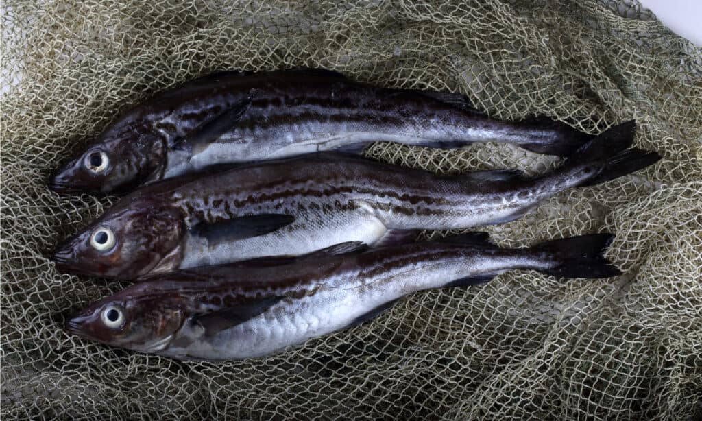 Alaska Pollock