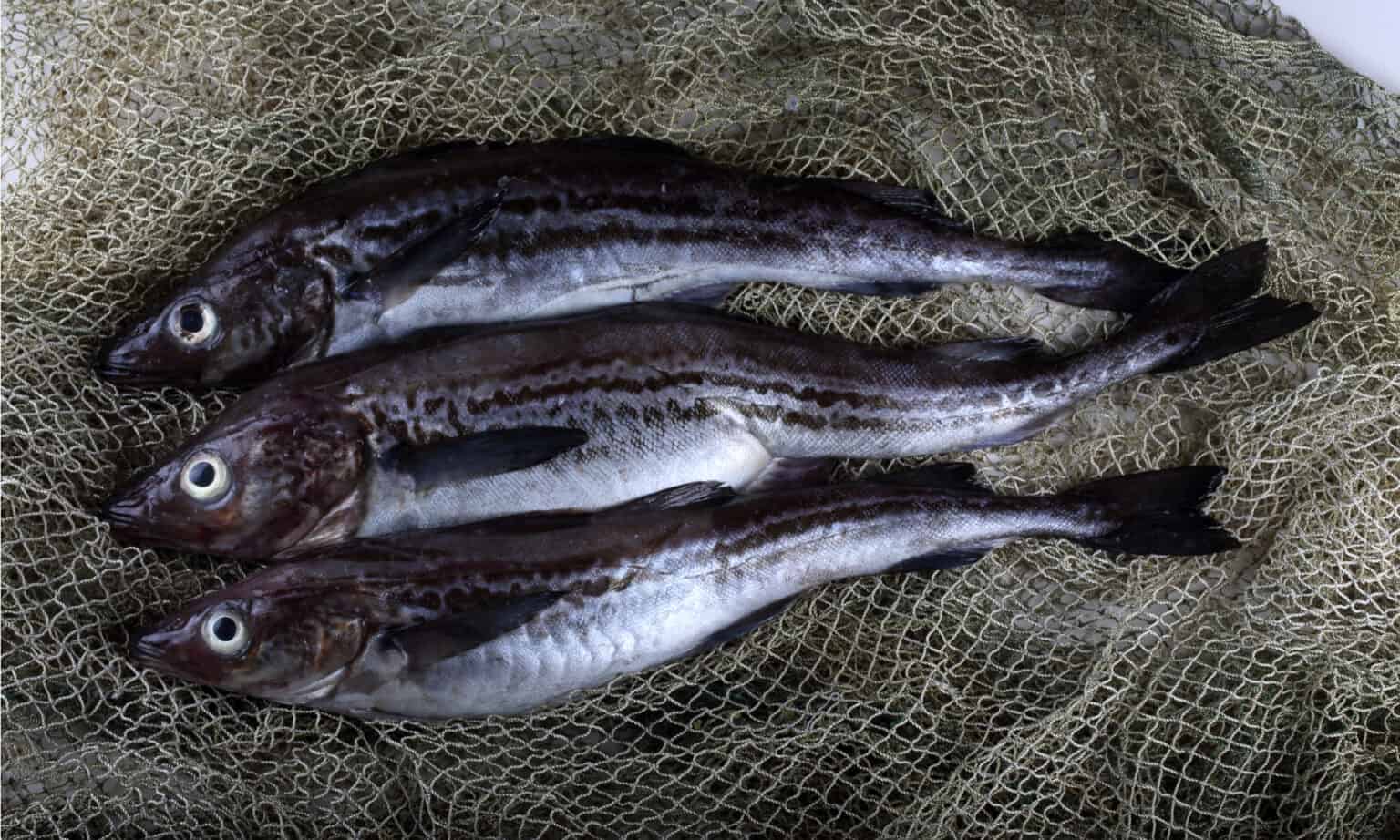 Haddock vs Pollock The Key Differences