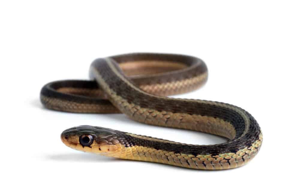 Butler's garter snakes are small snakes are reach only 15 to 20 inches long.