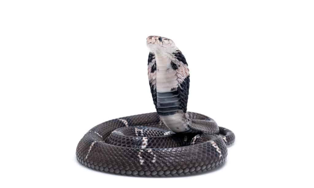Chinese Cobra