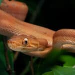 Amazon tree boa