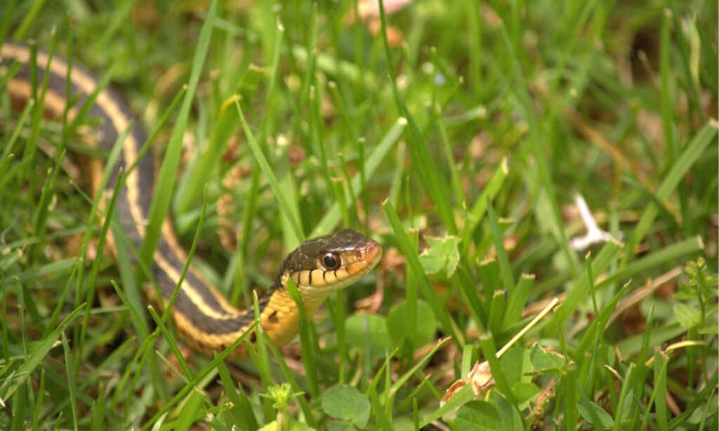 Garter Snake Fast Facts (U.S. National Park Service)