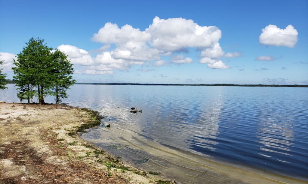 How Many Alligators Live in Florida's Sawgrass Lake? - AZ Animals