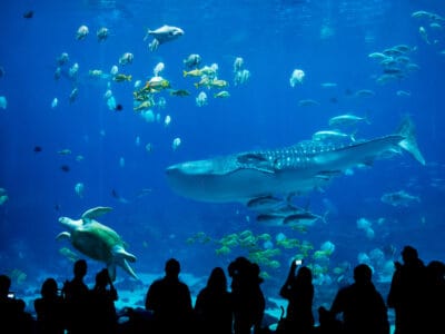A The 2 Best Aquariums in Georgia (One has Whale Sharks)