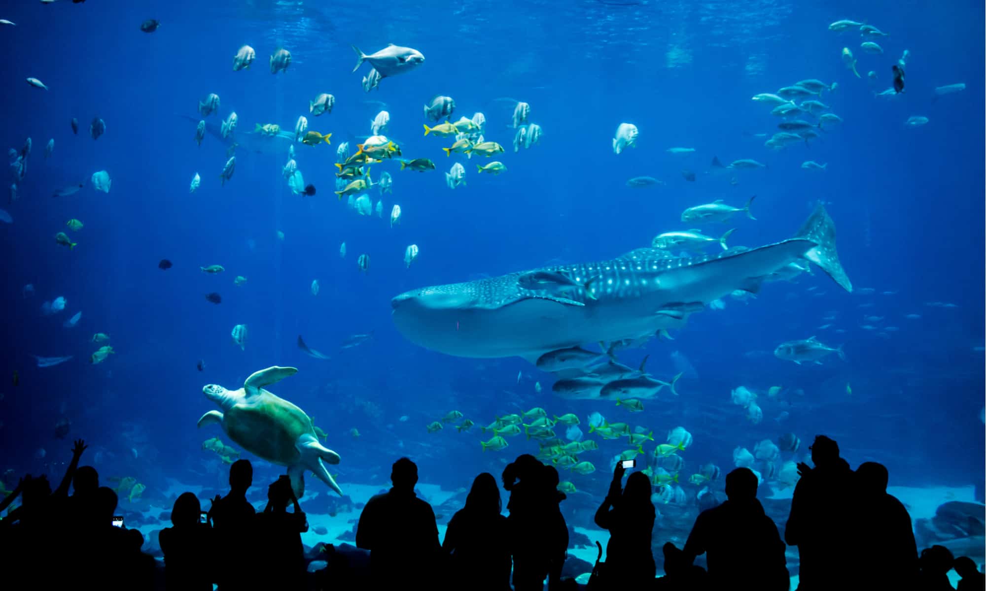 Whale Shark Aquarium Header