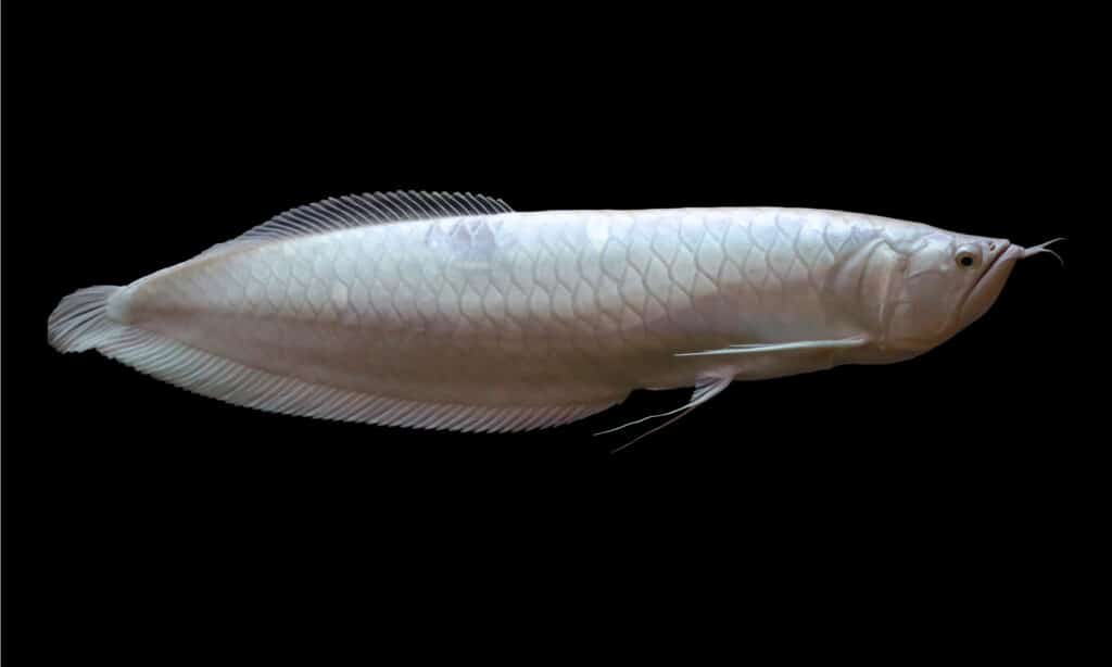 Platinum Arowana