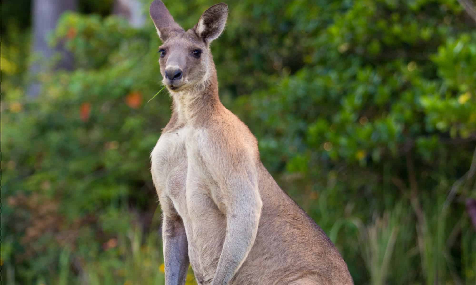 Find Out Why Kangaroos Flex and Show Off Their Massive Muscles - A-Z ...