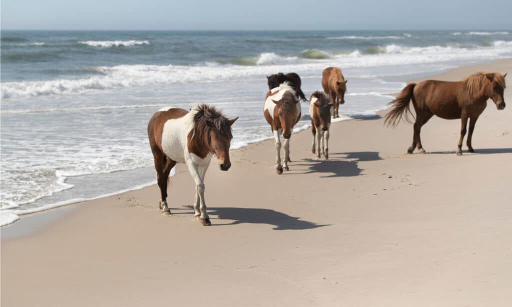 Assateague Island National Seashore