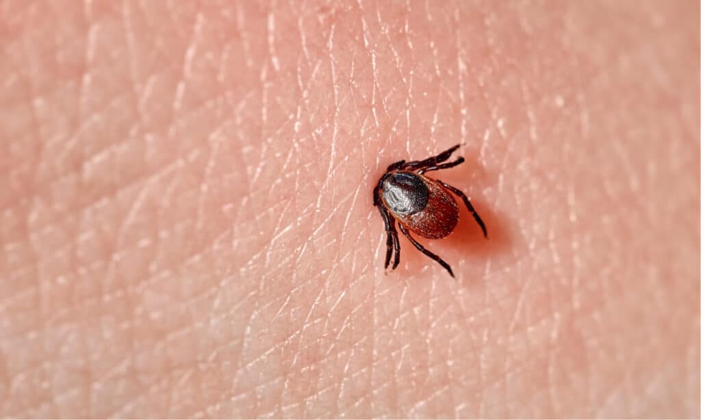 Ticks in New Jersey IMP WORLD