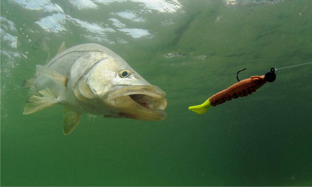 Snook Fish