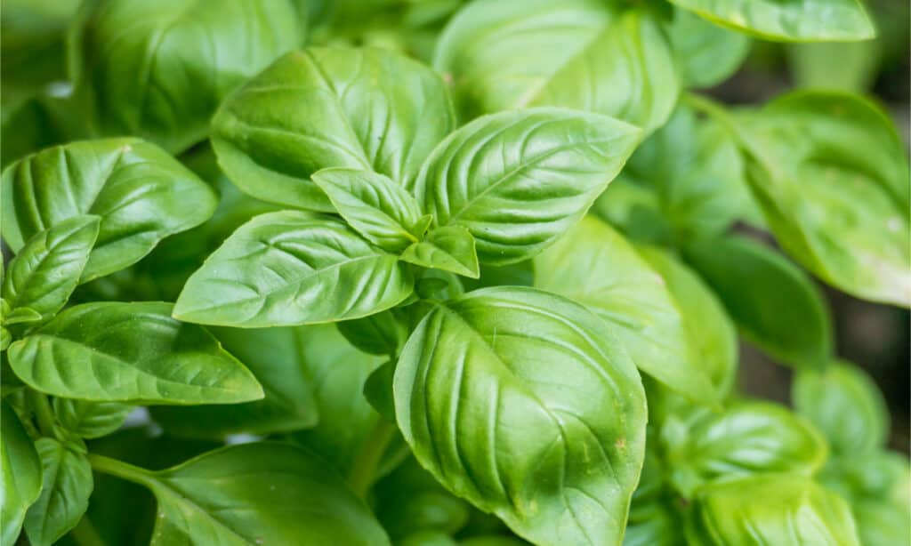 Basil can be grown in pots or the ground