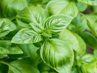 A How To Grow Basil Indoors: Easy to Follow Steps for a Thriving Plant